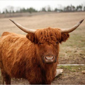 Highland Cattle Postcard - Halifax, Nova Scotia, Canada